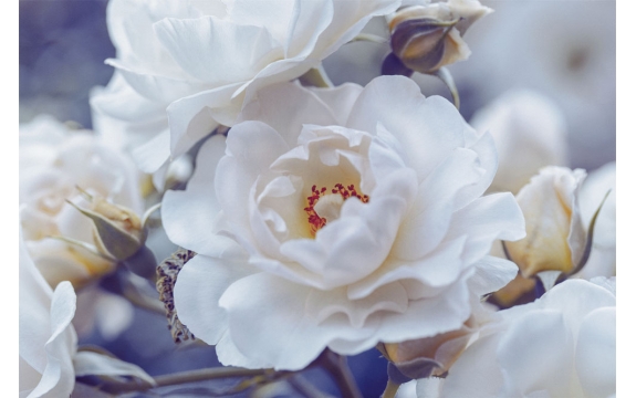 Фотообои M-00003 Розы, белые цветы
