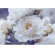 Фотообои M-00003 Розы, белые цветы №1