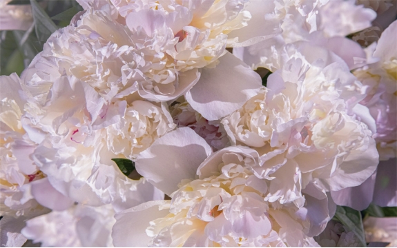 Фотообои MXL-00216 Пионы в нежных тонах, красивые цветы