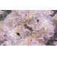 Фотообои MXL-00216 Пионы в нежных тонах, красивые цветы №1
