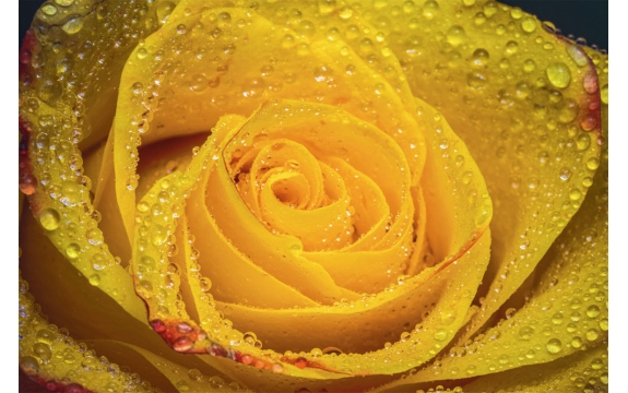 Фотообои M-00005 Желтая роза в каплях дождя