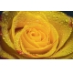 Фотообои M-00005 Желтая роза в каплях дождя №1