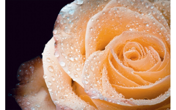 Фотообои M-00006 Крупный цветок кремовой розы в каплях