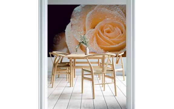 Фотообои M-00006 Крупный цветок кремовой розы в каплях №1