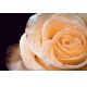 Фотообои M-00006 Крупный цветок кремовой розы в каплях №1