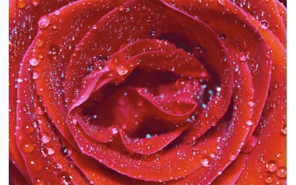 Фотообои M-00007 Красная роза с росой на лепестках
