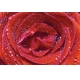Фотообои M-00007 Красная роза с росой на лепестках №1