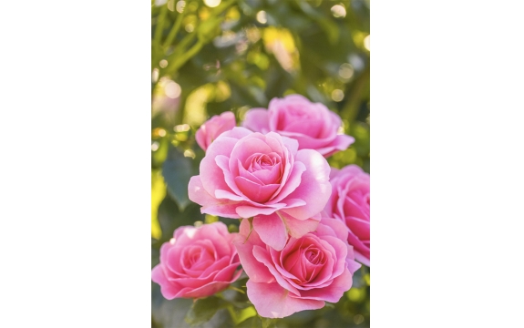 Фотообои M-00010 Розовые розы в солнечном саду