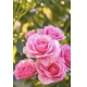 Фотообои M-00010 Розовые розы в солнечном саду №1