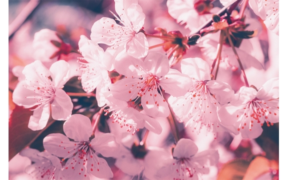 Фотообои M-00017 Солнечная сакура, розовые цветы на ветке