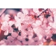 Фотообои M-00017 Солнечная сакура, розовые цветы на ветке №1