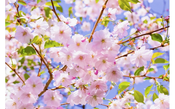 Фотообои M-00018 Ветка цветущей сакуры