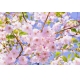 Фотообои M-00018 Ветка цветущей сакуры №1