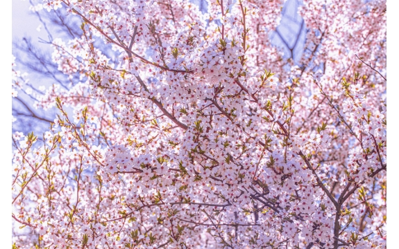 Фотообои M-00020 Цветы сакуры, цветущие ветки