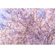 Фотообои M-00020 Цветы сакуры, цветущие ветки №1