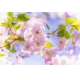 Фотообои M-00021 Ветка с цветами сакуры №1