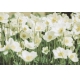 Фотообои M-00022 Цветы, белые анемоны №1