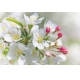 Фотообои M-00025 Яблоневый цвет, белые цветы №1