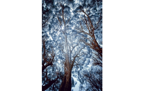 Фотообои 00029 Мистические деревья в лесу