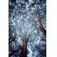 Фотообои 00029 Мистические деревья в лесу №1