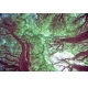 Фотообои M-00031 Ветвистые стволы деревьев №1