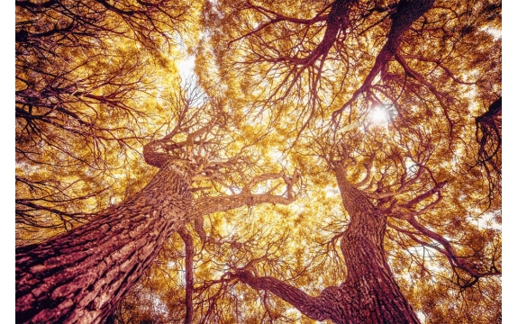 Фотообои M-00032 Кроны деревьев ивы в осеннем лесу
