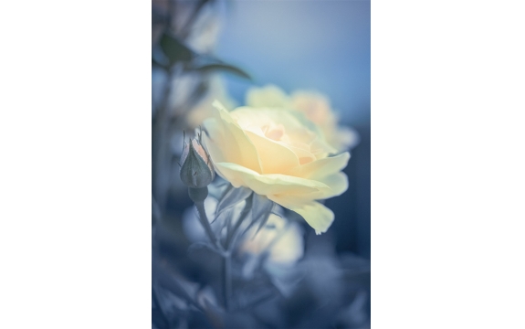 Фотообои M-00034 Цветок розы в темных тонах