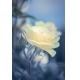 Фотообои M-00034 Цветок розы в темных тонах №1