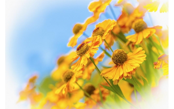 Фотообои M-00037 Жёлтые цветы гелениума на голубом фоне
