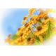Фотообои M-00037 Жёлтые цветы гелениума на голубом фоне №1