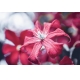 Фотообои M-00038 Красный цветок клематиса №1