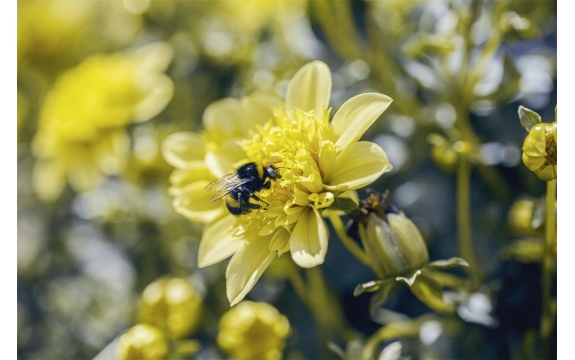 Фотообои M-00042 Шмель на желтом цветке