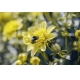 Фотообои M-00042 Шмель на желтом цветке №1