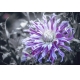 Фотообои M-00044 Фиолетовая астра, большие цветы в черно-белом №1