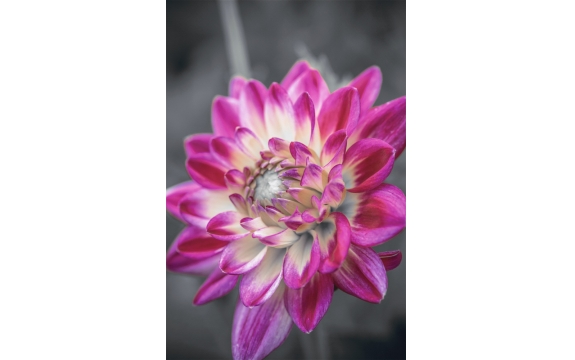 Фотообои M-00045 Красивый цветок георгины