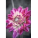 Фотообои M-00045 Красивый цветок георгины №1