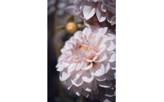 Фотообои M-00047 Большой цветок георгины