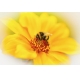 Фотообои M-00049 Желтый цветок и шмель №1