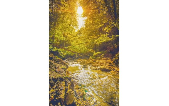 Фотообои M-00058 Искрящаяся река в лесу
