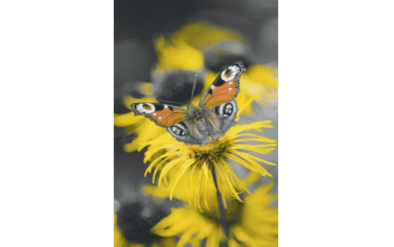 Фотообои M-00064 Бабочка на желтом цветке