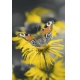 Фотообои M-00064 Бабочка на желтом цветке №1