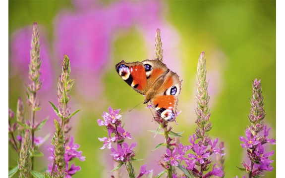 Фотообои 00066 Бабочка на полевом цветке