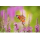 Фотообои 00066 Бабочка на полевом цветке №1