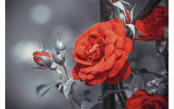 Фотообои M-00080 Красная роза на изгороди, большие цветы