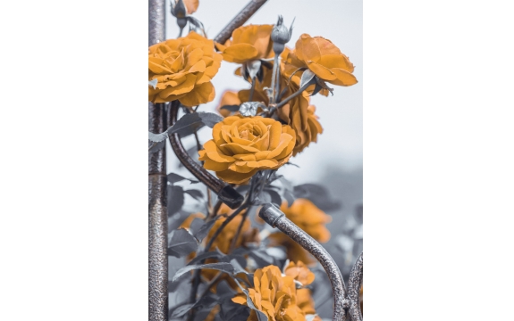 Фотообои M-00081 Оранжевые розы на кованой изгороди, черно-белые с акцентом