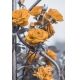 Фотообои M-00081 Оранжевые розы на кованой изгороди, черно-белые с акцентом №1