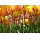 Фотообои AG Design 0045 FTS Жёлтые Тюльпаны, 360 × 254 см, 4 листа №1