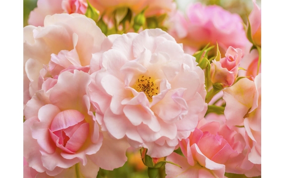 Фотообои MP-4-00001 Нежные розовые розы в саду