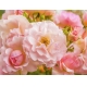 Фотообои MP-4-00001 Нежные розовые розы в саду №1