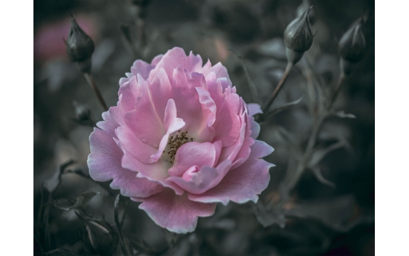 Фотообои MP-4-00002 Розовая роза на темном фоне